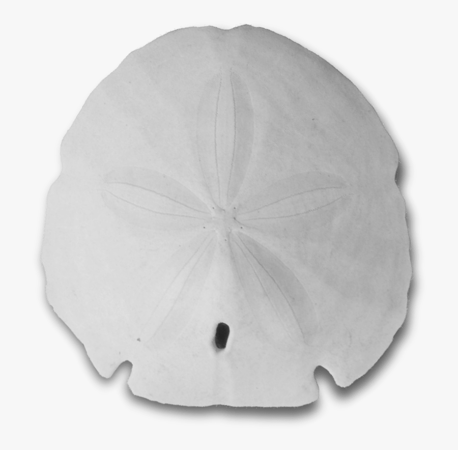 Sand Dollar, Transparent Clipart