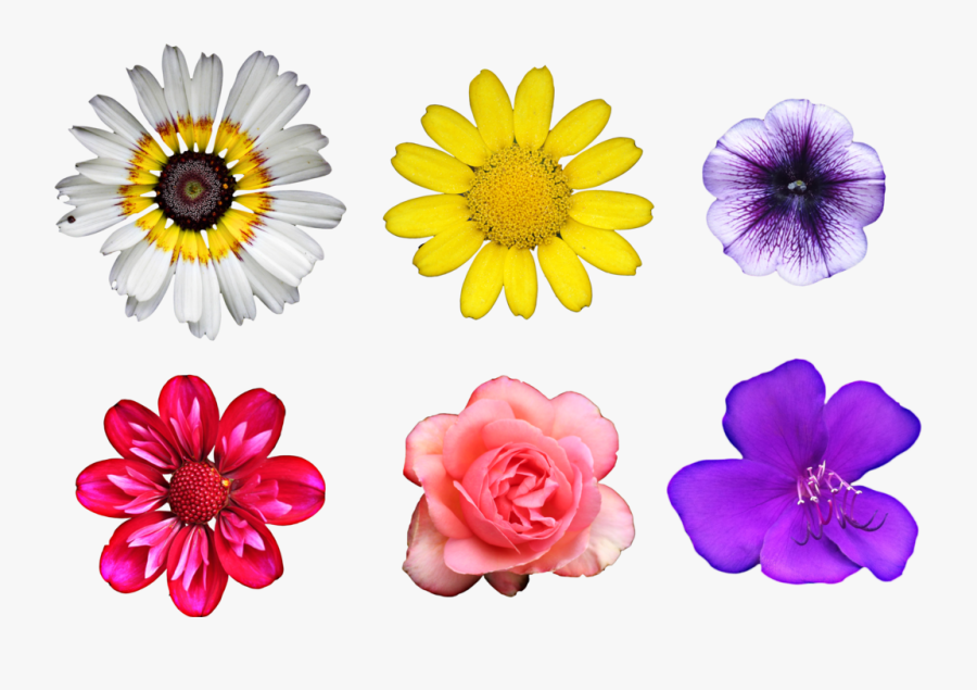 Real Flowers Png - Patterns On Real Flowers, Transparent Clipart