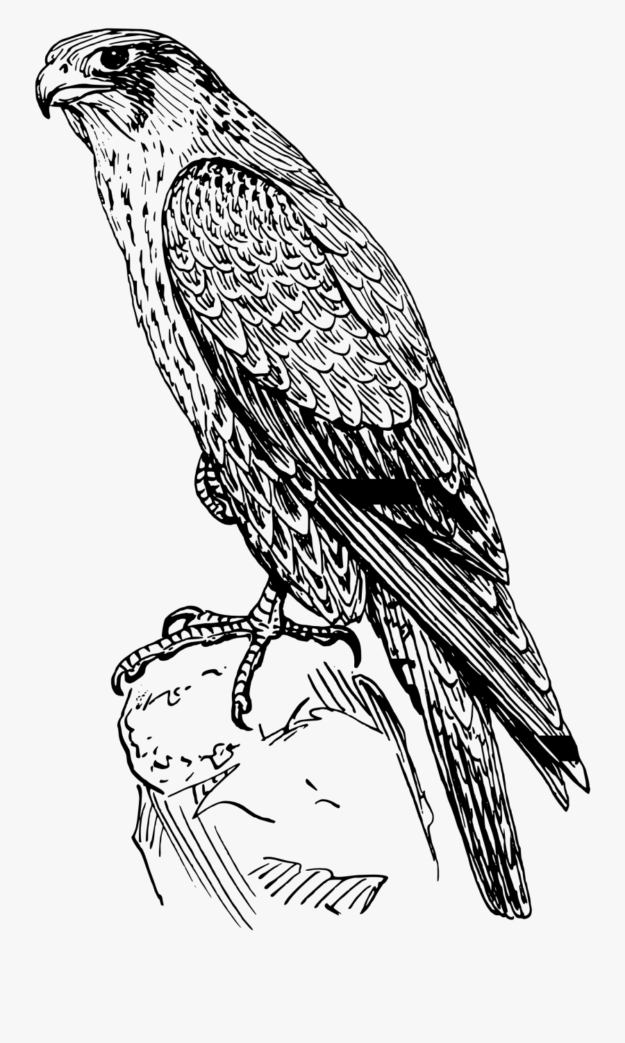 Peregrine Falcon Clipart Black And White Pencil In - Peregrine Falcon Black And White, Transparent Clipart