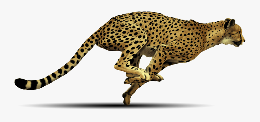 Cheetah Free Image Clip Art Library - Cheetah With White Background, Transparent Clipart
