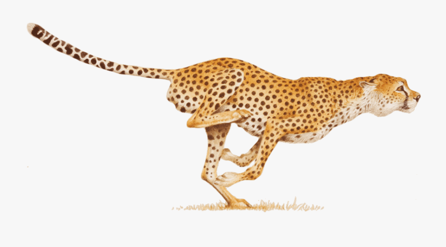 Download Cheetah Free Photo Images And Clipart Freeimg - Cheetah Png, Transparent Clipart