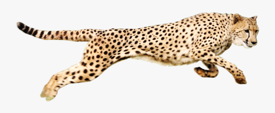 Cheetah Png, Transparent Clipart