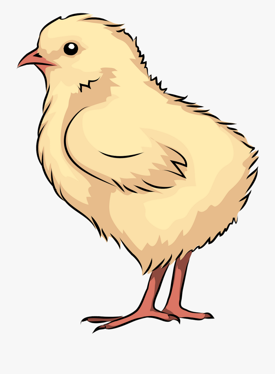 Chicken, Transparent Clipart