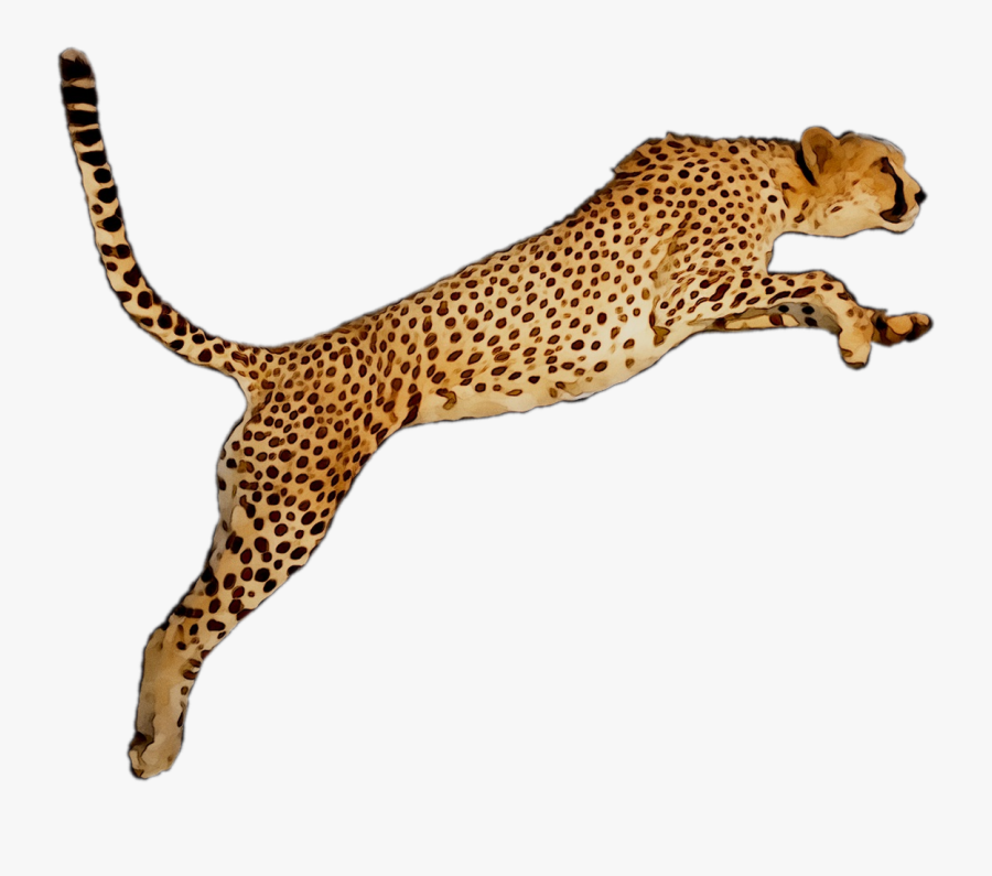 Portable Wallpaper Leopard Desktop Graphics Cheetah - Png Clipart Leopard, Transparent Clipart