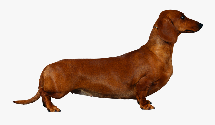 Dachshund Cocker Spaniels , Png Download - Dachshund Spaniel, Transparent Clipart