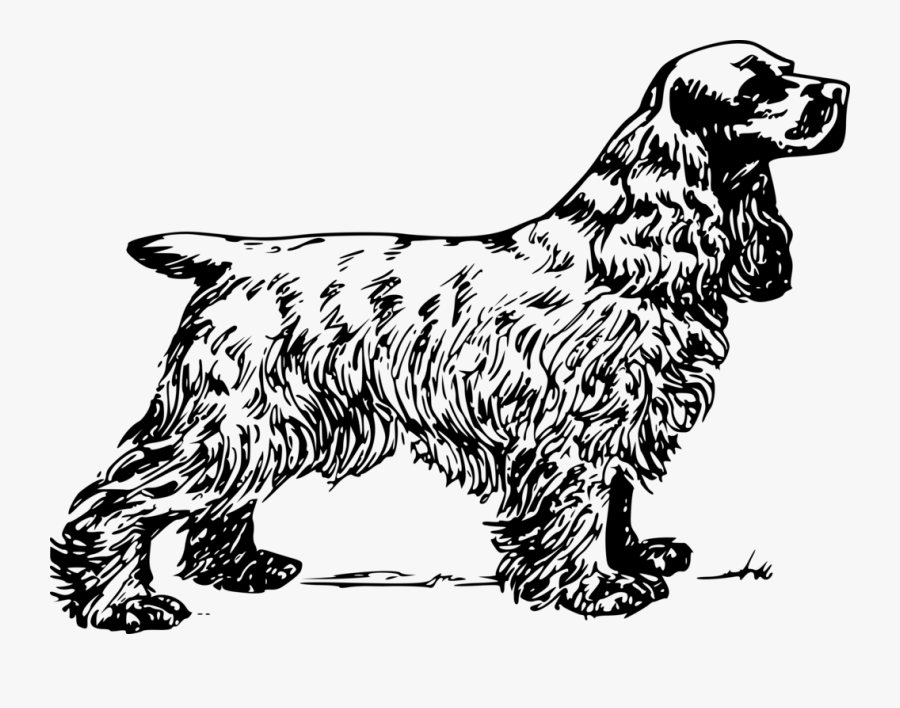 Cocker Spaniel - Cocker Spaniel Clipart Black And White, Transparent Clipart