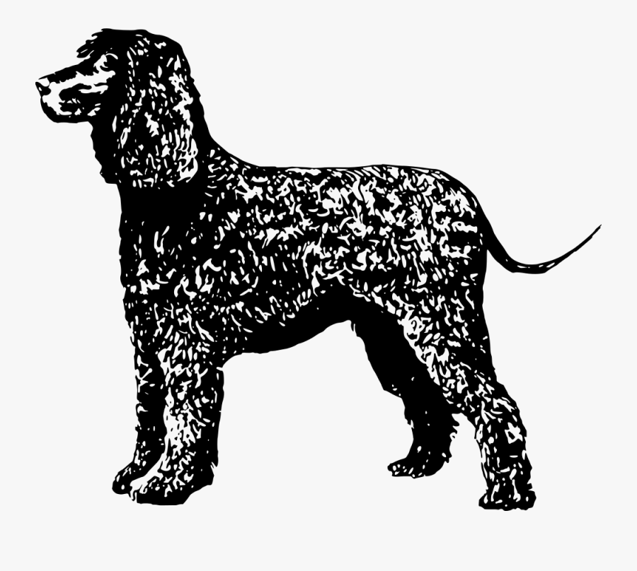 Conformation Show,carnivoran,paw - Irish Water Spaniel Vector, Transparent Clipart