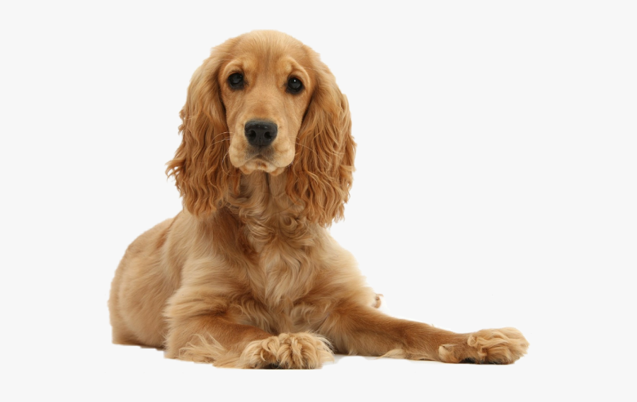 #dog #dogs #cockerspaniel #pets #pet #lovepets #lovedogs - Golden Cocker Spaniel, Transparent Clipart