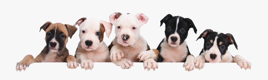 Cute Puppy Png - National Puppy, Transparent Clipart