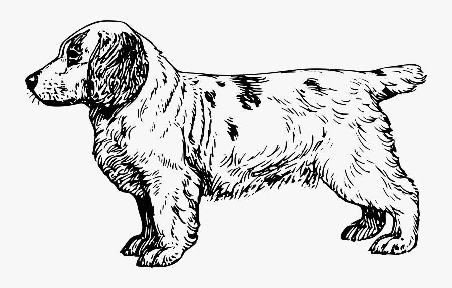 Clumber Spaniel - Clumber Spaniel Vector, Transparent Clipart