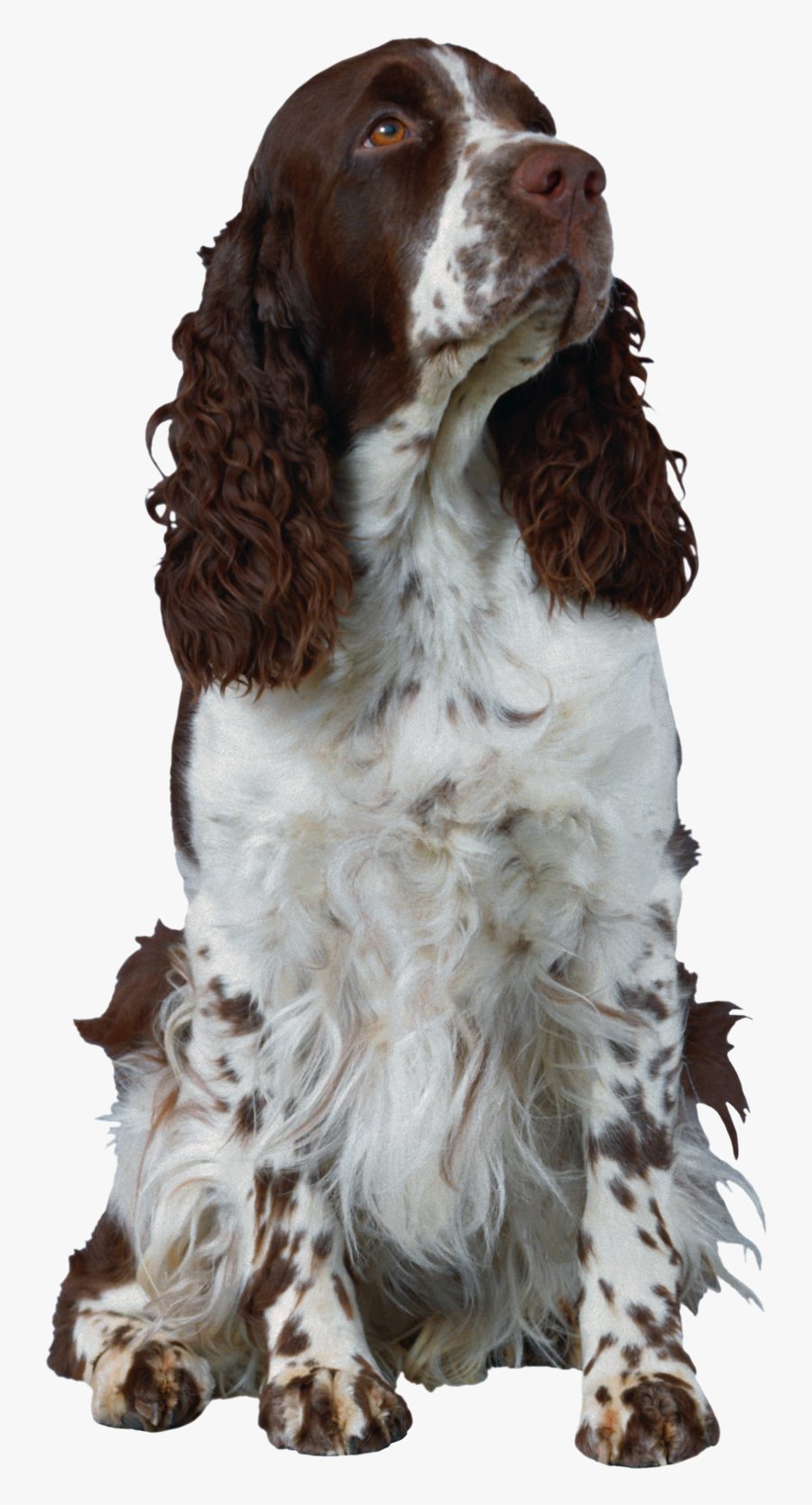 English Springer Cocker Spaniel Puppy, Transparent Clipart