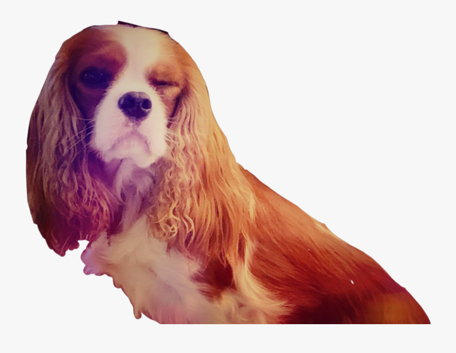 #claresiobhan #eevee #alia #ali-a - Cocker Spaniel, Transparent Clipart