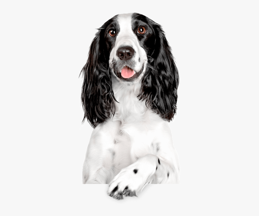 Clip Art Field Bred Springer Spaniel - Spaniel, Transparent Clipart