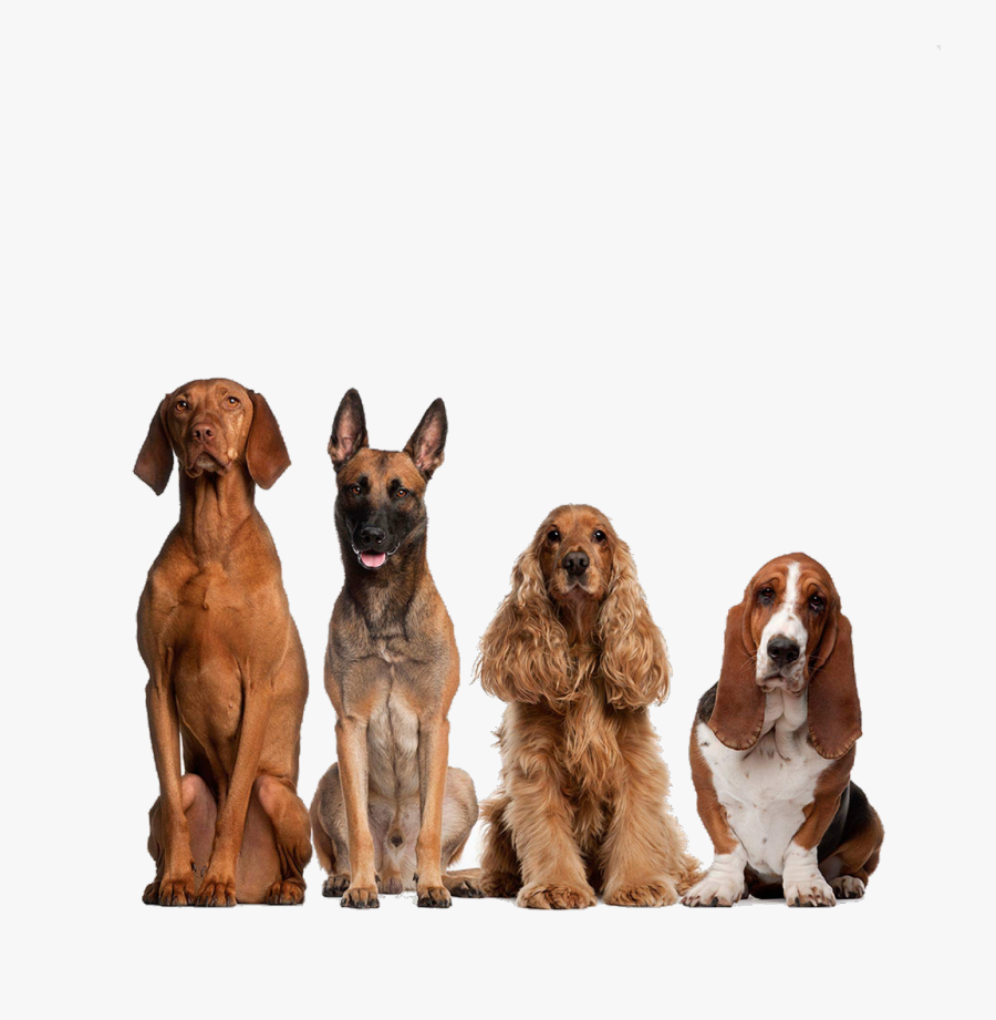 Transparent Perritos Png - Cocker Spaniel With Human, Transparent Clipart