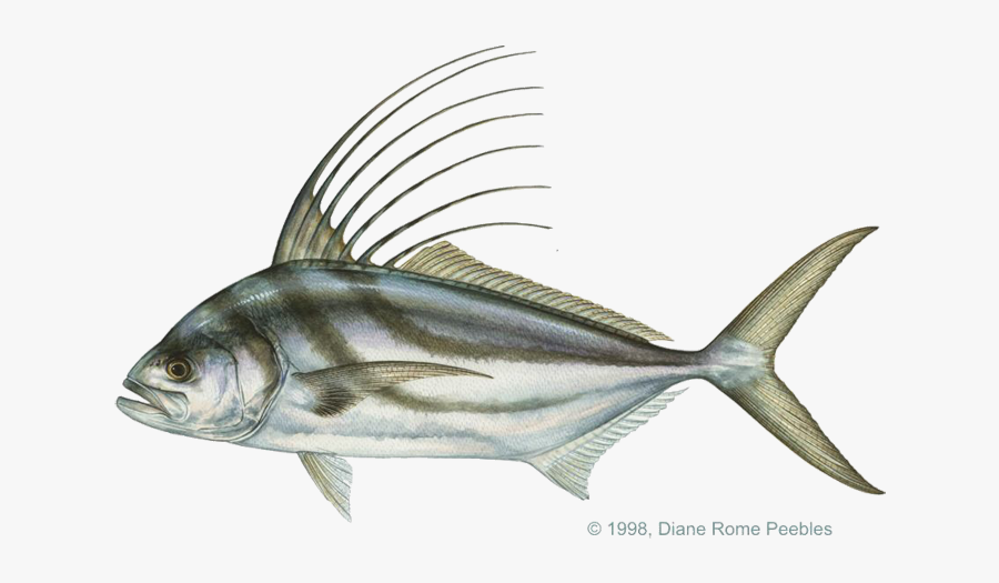 Costa Rica Roosterfish - Roosterfish, Transparent Clipart