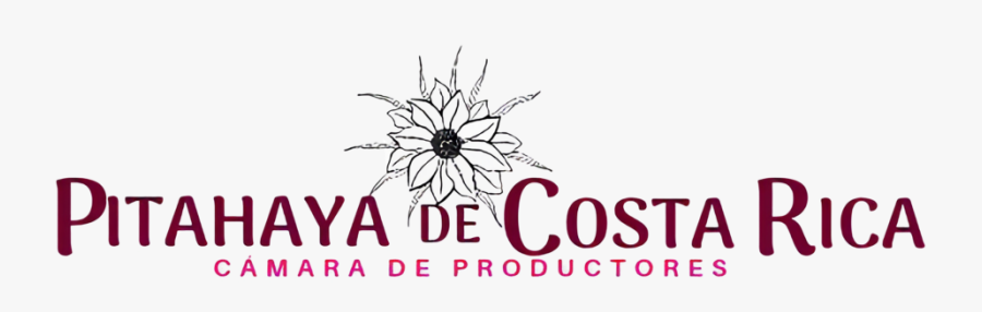 Pitahaya Sin Fondo 2 - Yanlış Anlayan Izleyici, Transparent Clipart