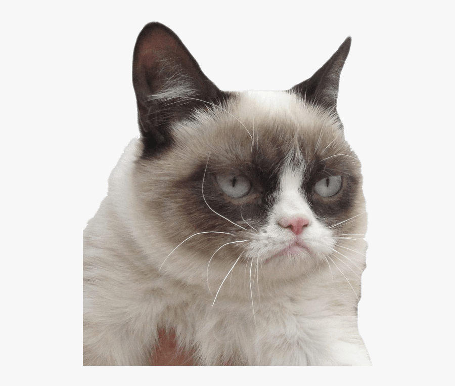 Grumpy Cat Meh Meme, Transparent Clipart