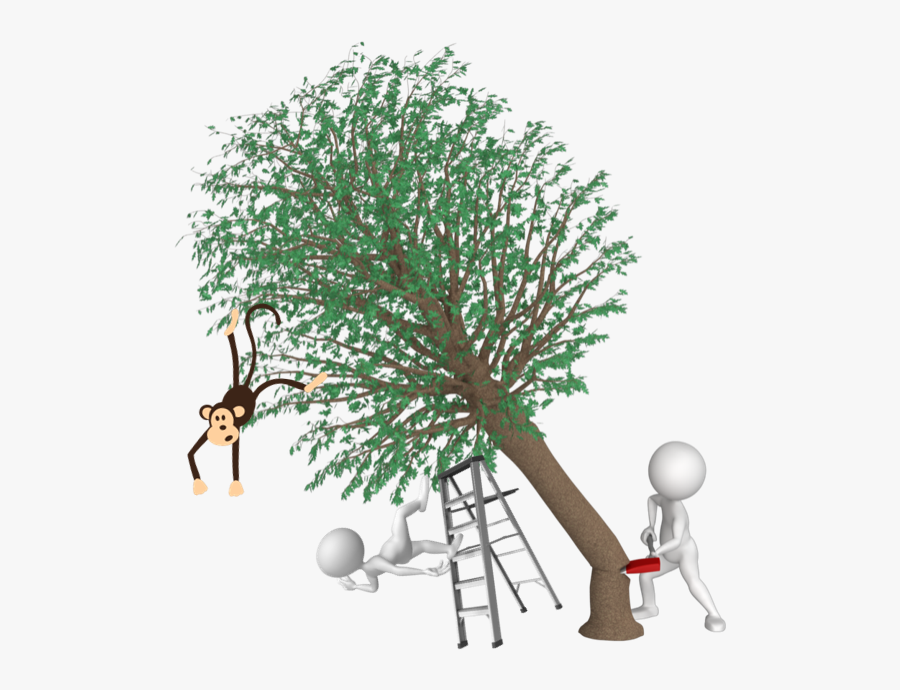 Larch, Transparent Clipart