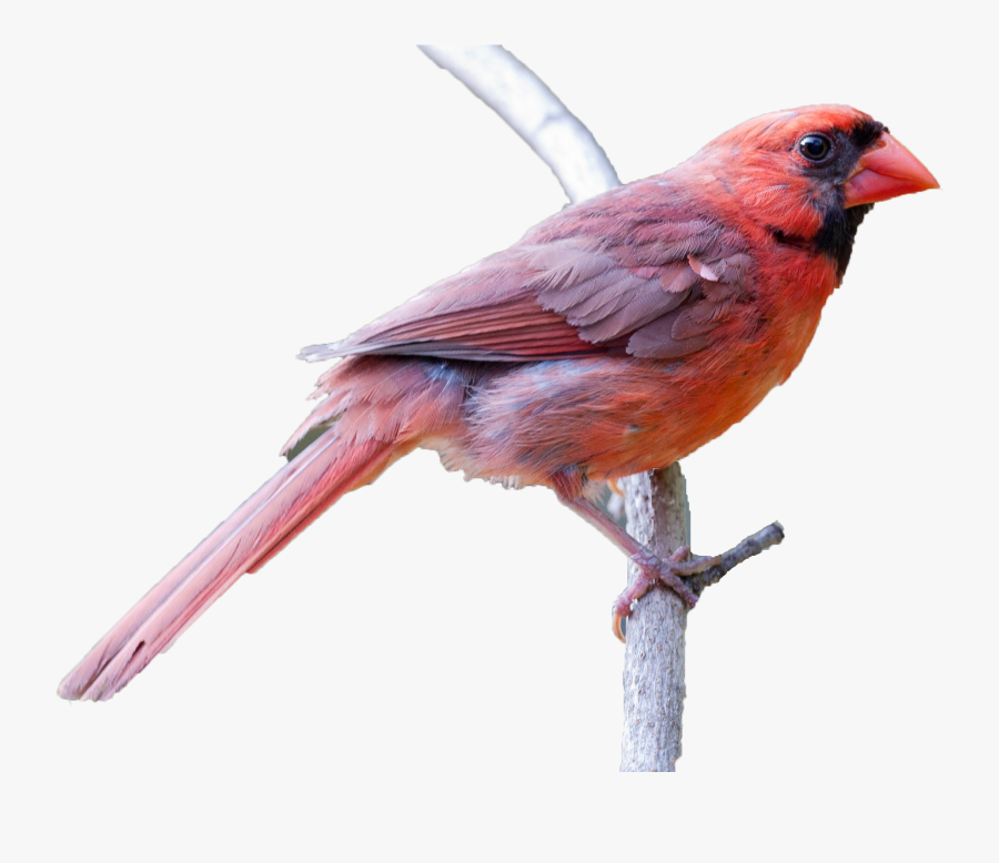 Spring Birds Png Clipart - Northern Cardinal, Transparent Clipart