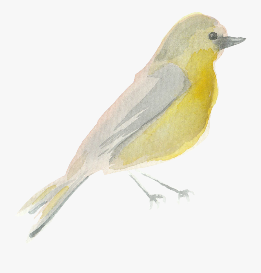 Water Color Bird Png - Scarlet Tanager, Transparent Clipart