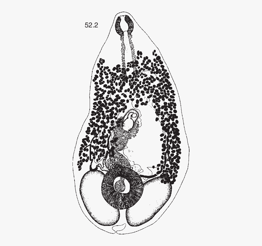 Ichthyotrema Vogelsangi Caballero & Bravo-hollis, - Illustration, Transparent Clipart