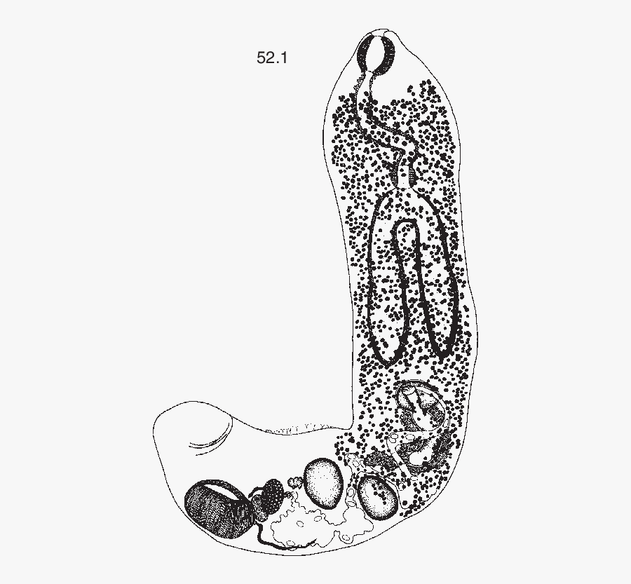 Ichthyotrema Vogelsangi Caballero & Bravo-hollis, - Illustration, Transparent Clipart