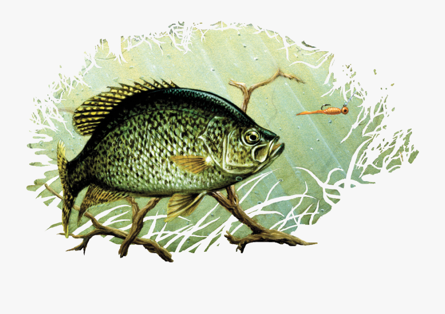 Black Crappie Drawing Painting Largemouth Bass Art - Crappie Drawing, Transparent Clipart