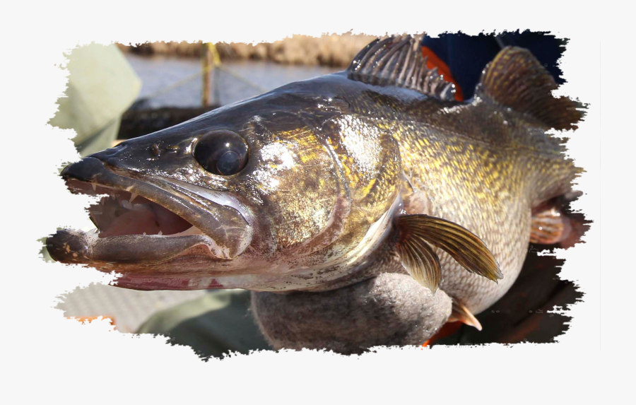 Walleye Grunge - Sea Bass, Transparent Clipart