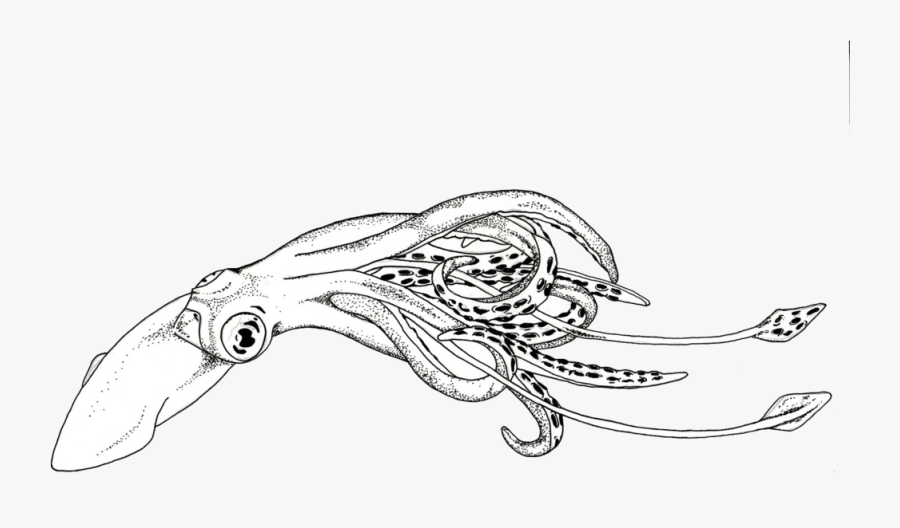 Crappie Clipart, Transparent Clipart