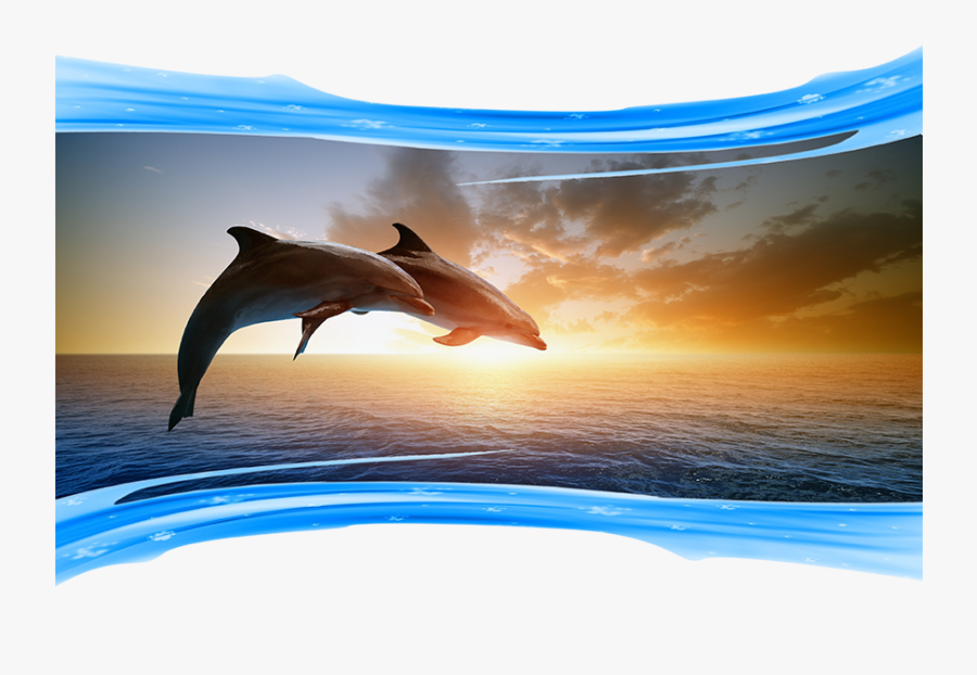 Photos Of Dolphins Jumping - Dolphin Good Bye, Transparent Clipart