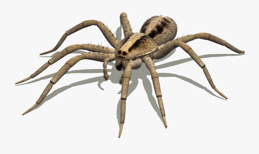 Australian Spiders Goliath Birdeater Wolf Spider Delena - Spider, Transparent Clipart