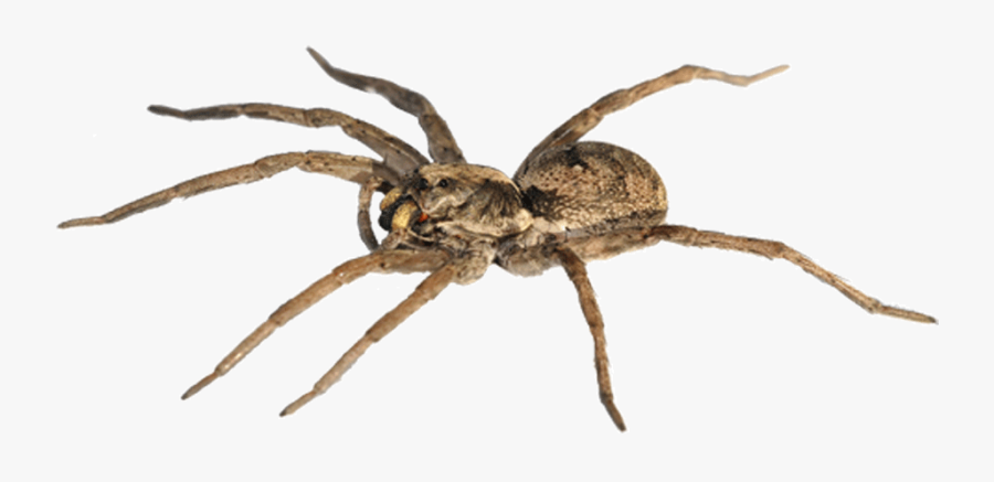 Spider-man Goliath Birdeater The Wolf Spider Stock - Male Wolf Spider, Transparent Clipart
