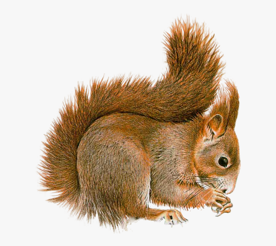 Squirrel Standing Png - Douglas Squirrel Png, Transparent Clipart