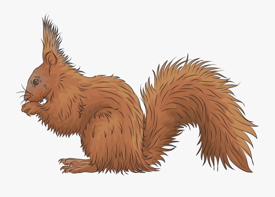 Fox Squirrel, Transparent Clipart