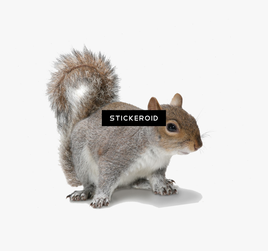Squirrel Standing Png - Squirrel On White Background, Transparent Clipart
