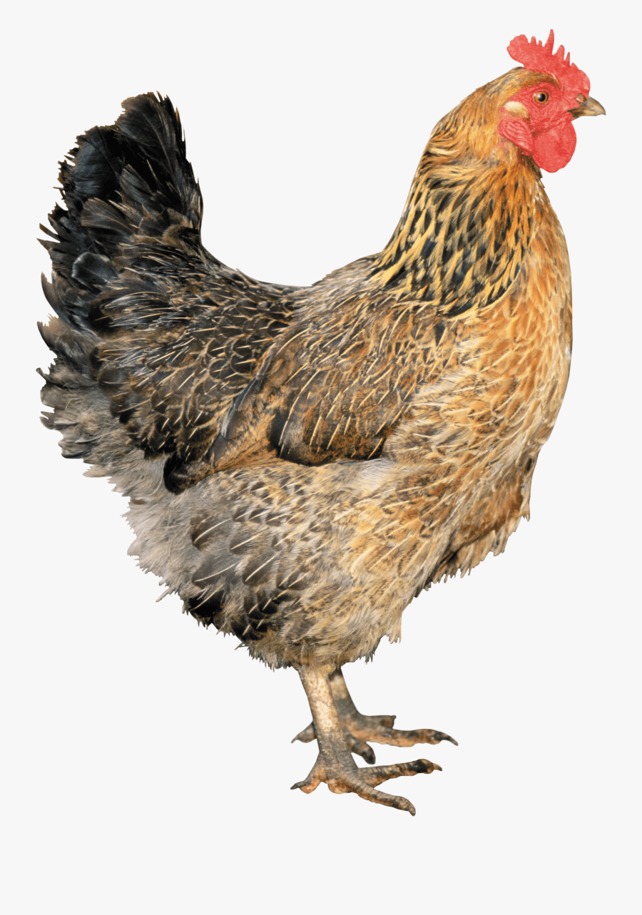 Gallo Gallina Animales Photoshop - Chicken Png, Transparent Clipart