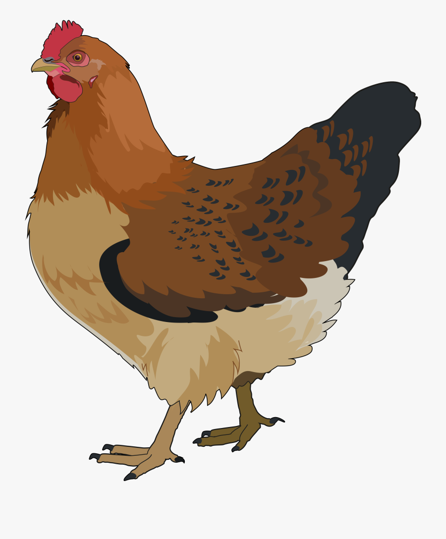 Gallina - Rooster - Gallina Png, Transparent Clipart