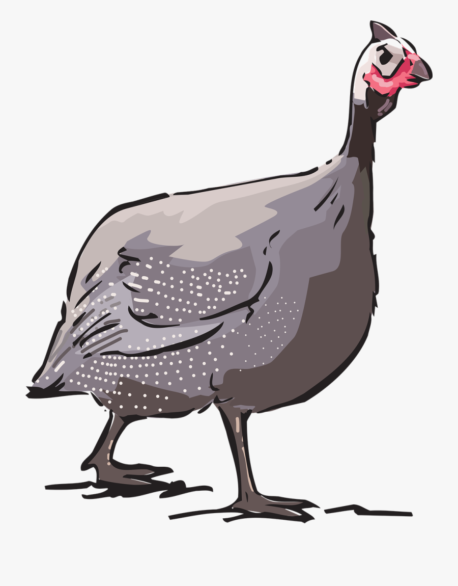 Guinea Fowl Source - Guinea Fowl Cartoon Transparent, Transparent Clipart