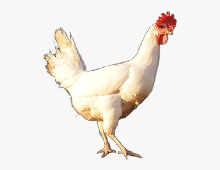 #gallina #ave #animal #granja #nature #blanco #white - Rooster, Transparent Clipart