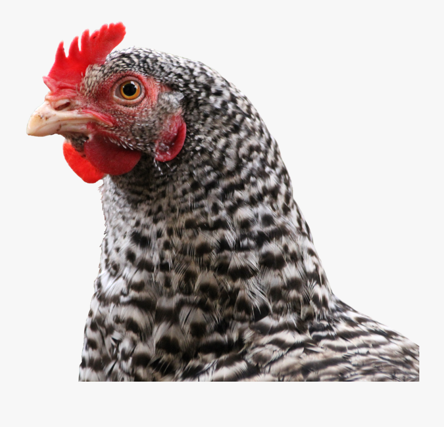 Transparent Feather Png - Chicken, Transparent Clipart