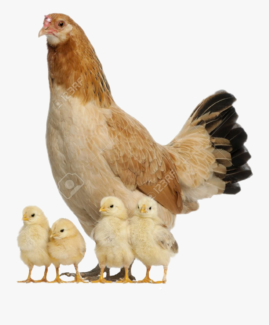 #gallina - Hen With Chicks Png, Transparent Clipart
