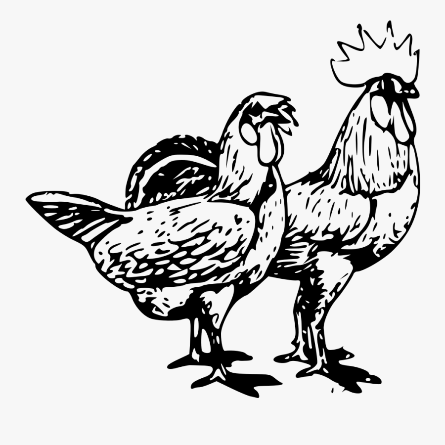 Gallo Gallina Para Pintar, Transparent Clipart