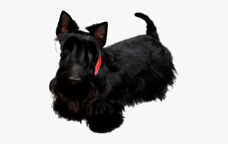 Scottish Terrier Miniature Schnauzer Poodle Pekingese - Black Russian Terrier, Transparent Clipart