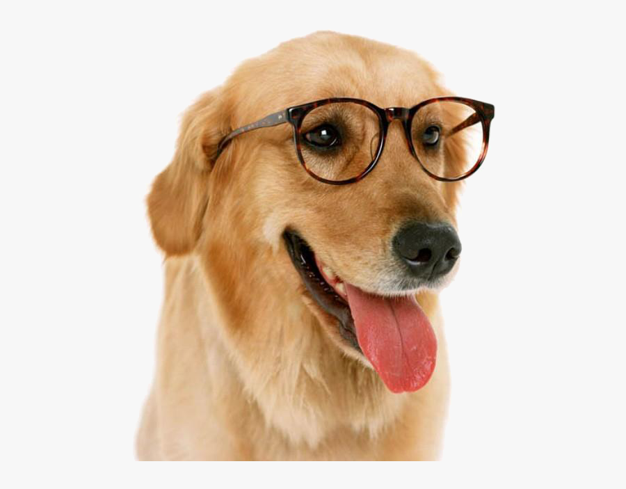 Transparent Cute Dog Face Clipart - Dog With Glasses Transparent, Transparent Clipart