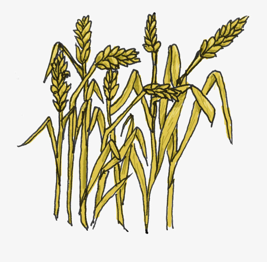 Grain Clipart, Transparent Clipart