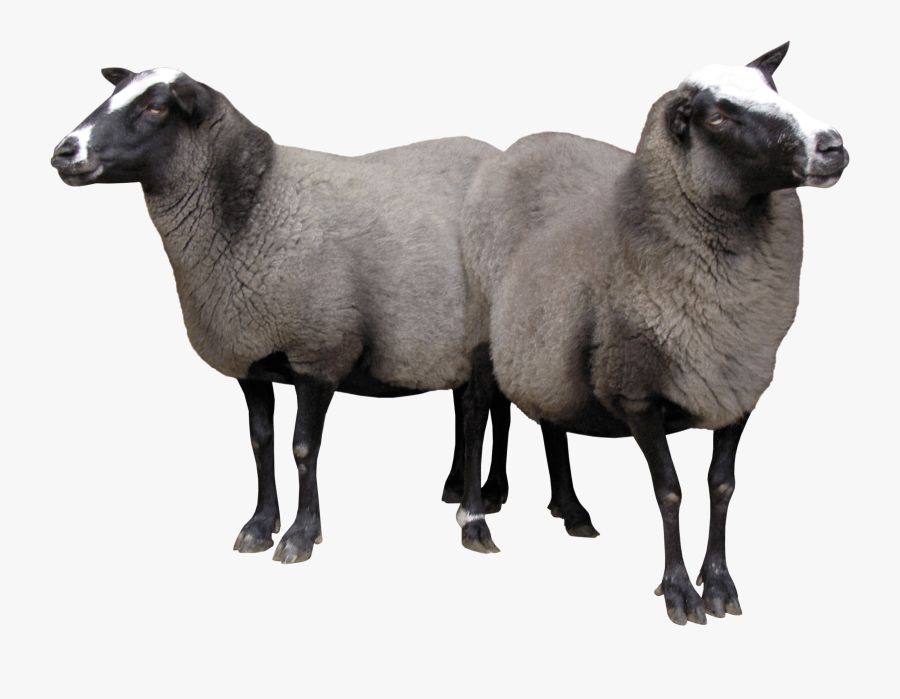 Nocturnal Animals Clipart, Transparent Clipart