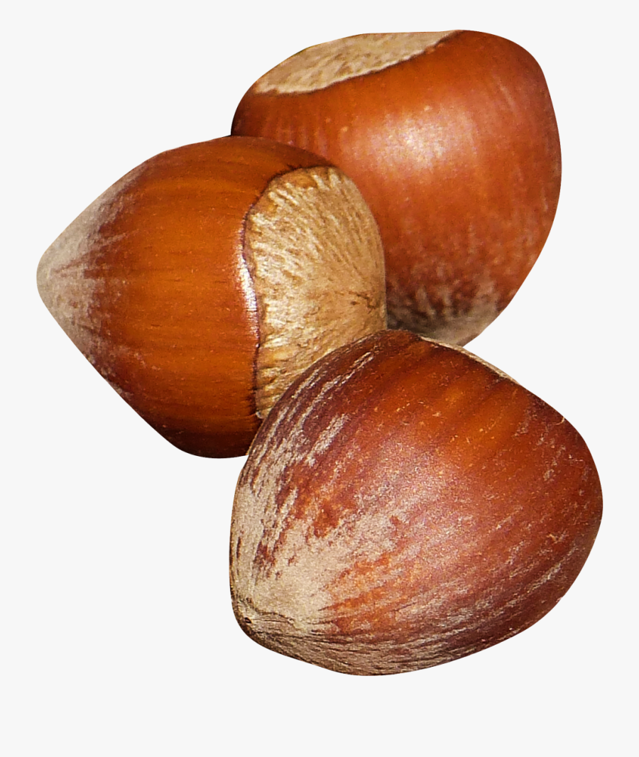 Hazelnut Png Image - Chest Nuts Png Transparent, Transparent Clipart