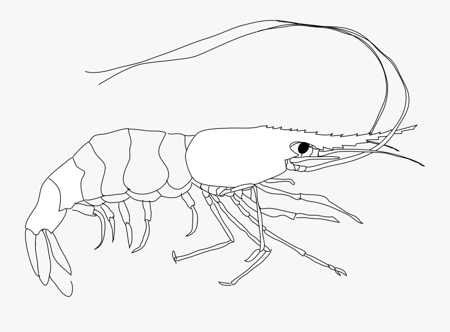 Seafood Clipart Prawn - Diagram Of Shrimp, Transparent Clipart