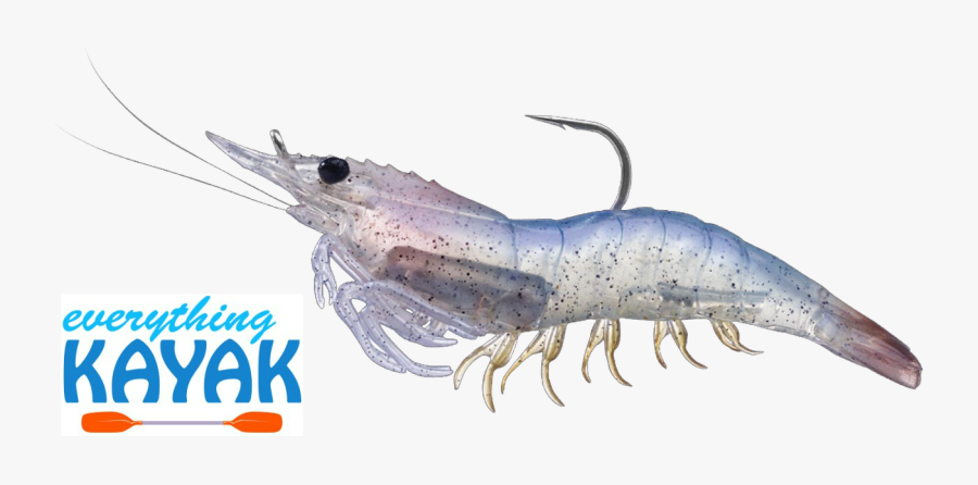 Live Shrimp Png - Litopenaeus Setiferus, Transparent Clipart