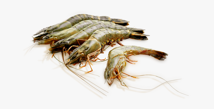 Transparent Shrimp Fondant - Litopenaeus Setiferus, Transparent Clipart